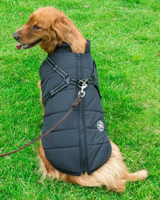 Big dog wearing a blue, waterproof dog jacket while sitting on grass